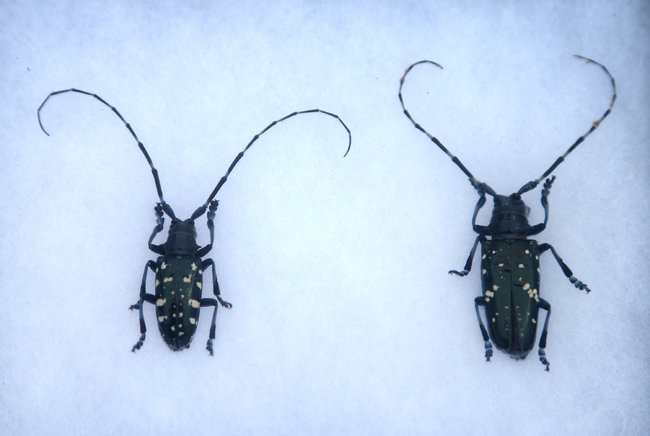 Asian Longhorned Beetle. 