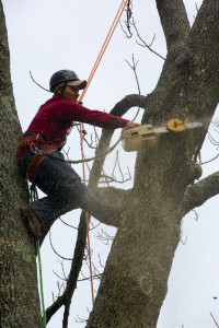 peters-todds-tree-services-03