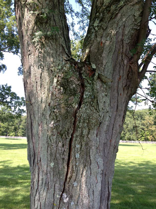 tree services cabling and bracing