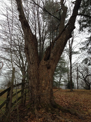 Tree Removal Services by Peters Todd's