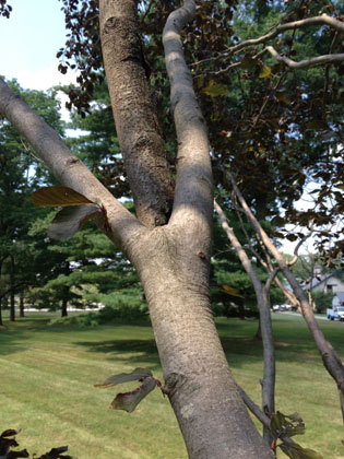 Tree Pruning by Peters Todd's