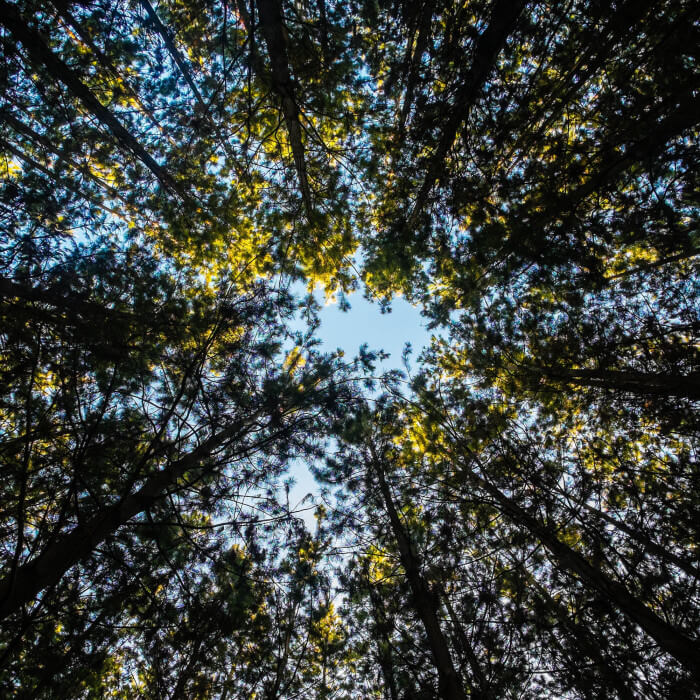 Tree Management