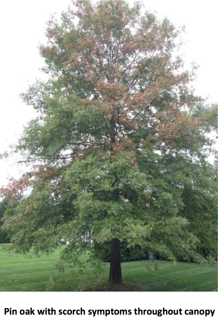 Pin oak with scorch symptoms throughout canopy