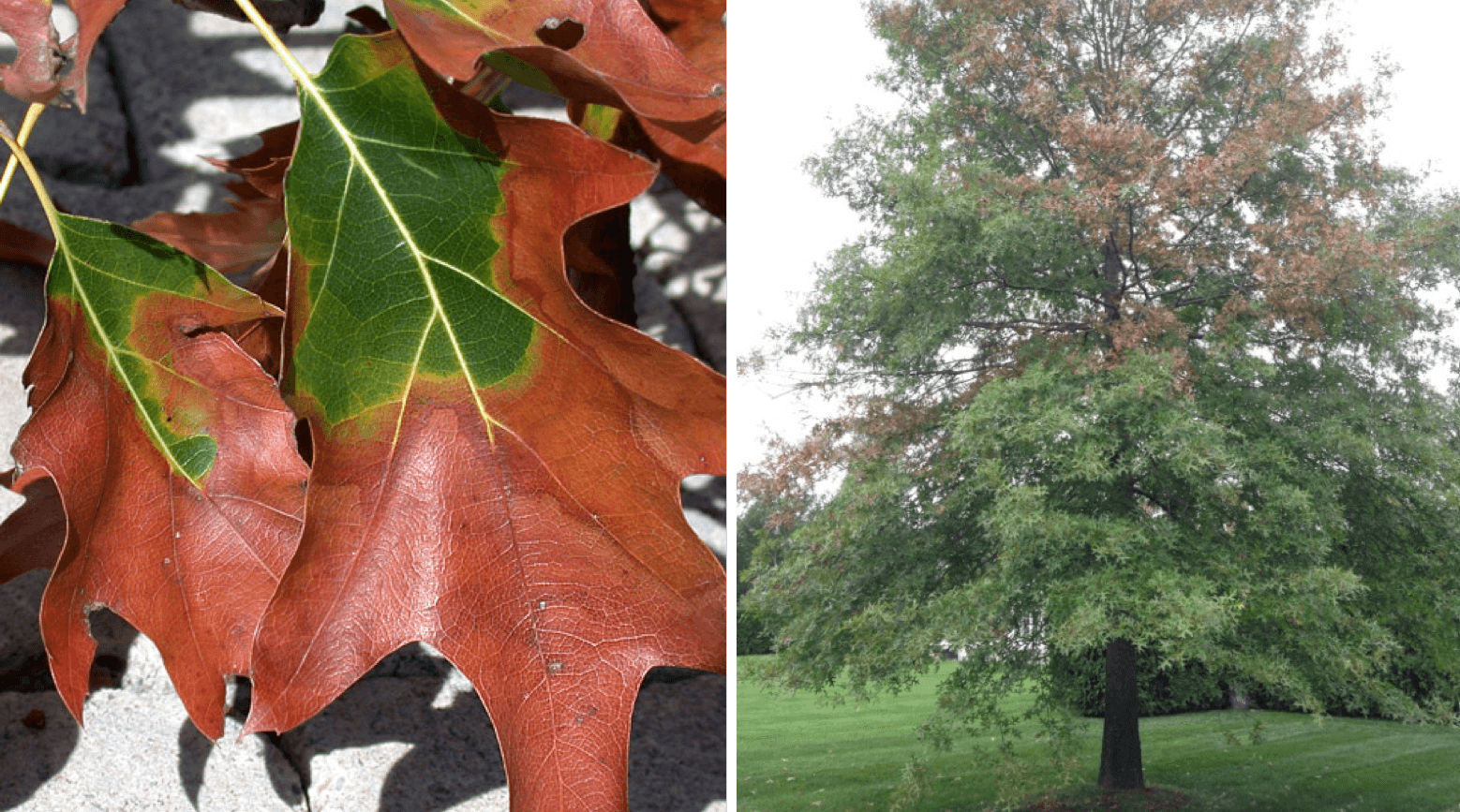 Bacterial Leaf Scorch (BLS)