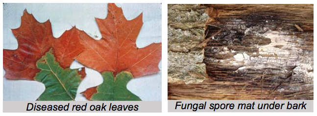 Signs of Oak Wilt