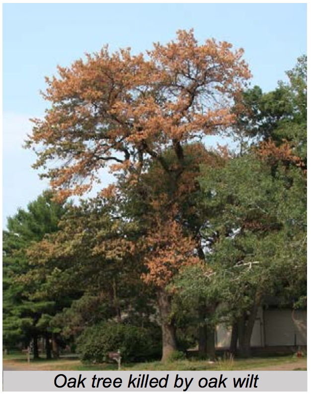 Oak Tree with Oak Wilt