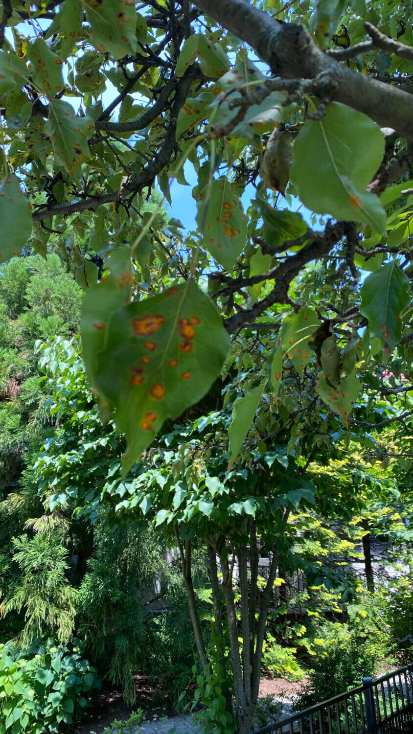 Rust on Leaves