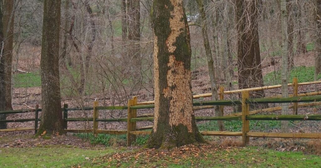 State of the Ash Trees