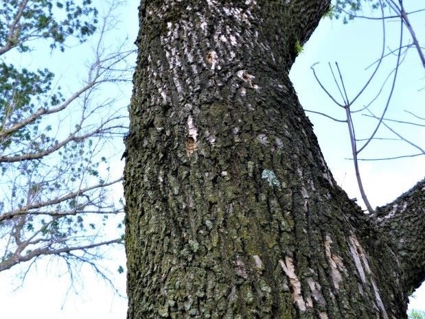Image ABB-EAB-19.jpg for State of the Ash Trees